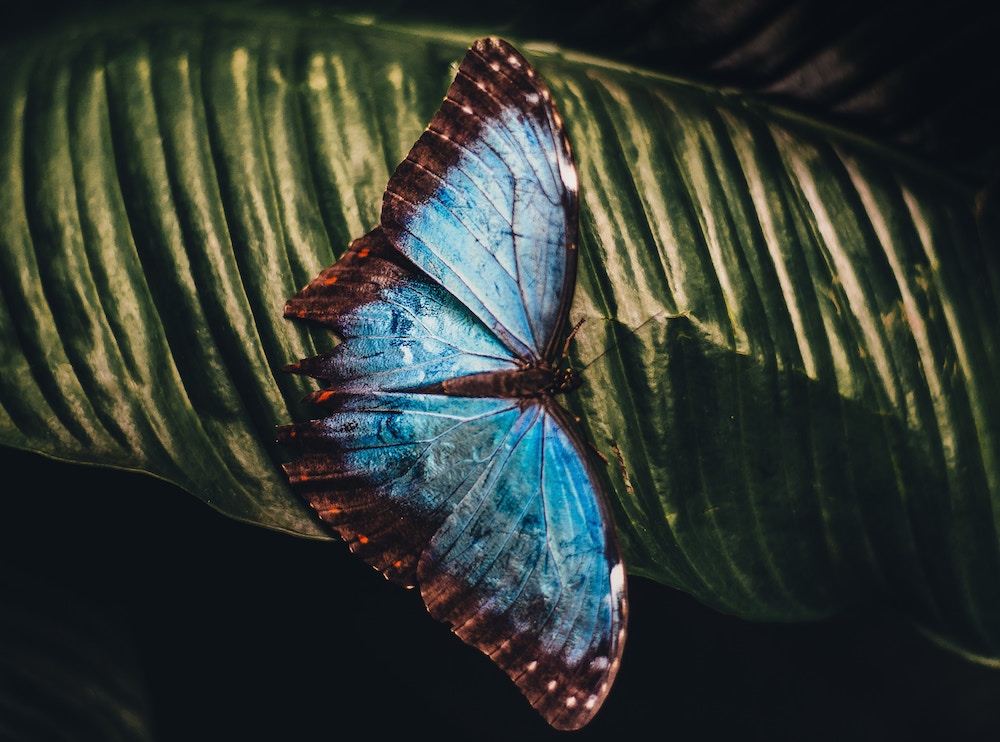 Blue Butterfly on Green Leaf