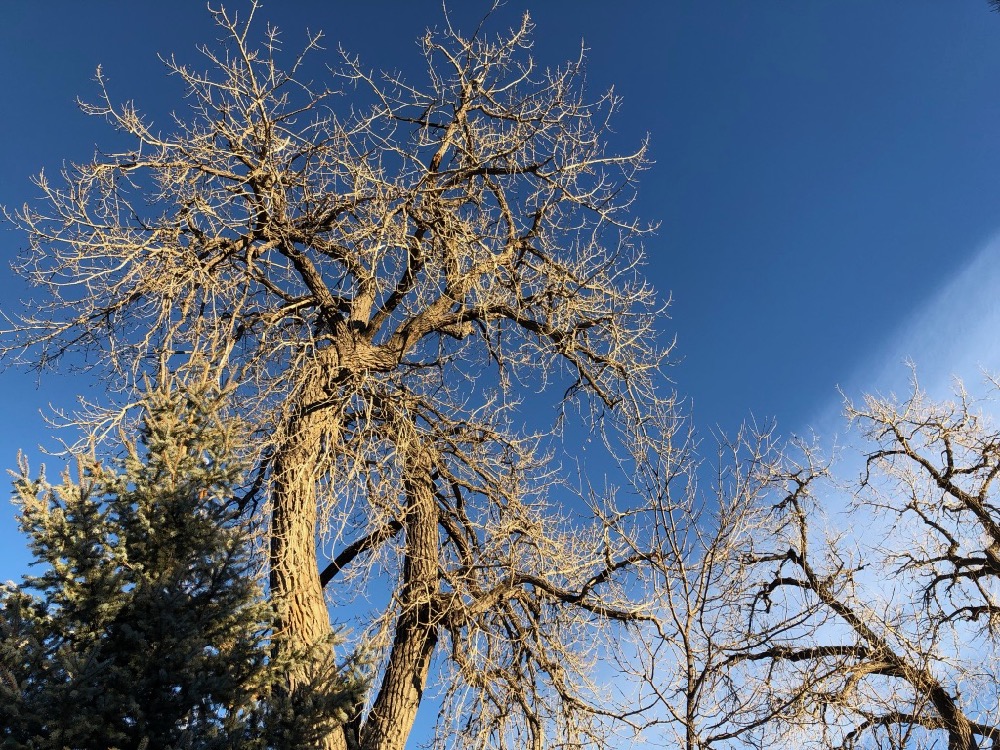 Trees with blue sky and clouds in the background. Tallest tree appears to be decades old.