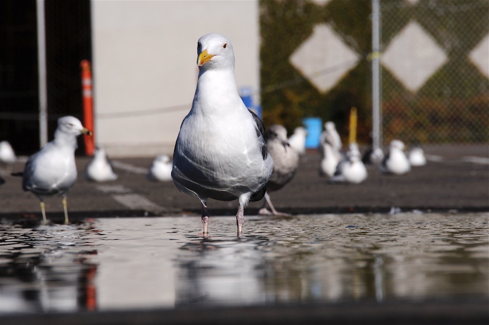 Seagull standing in water with seagulls and fence in background.