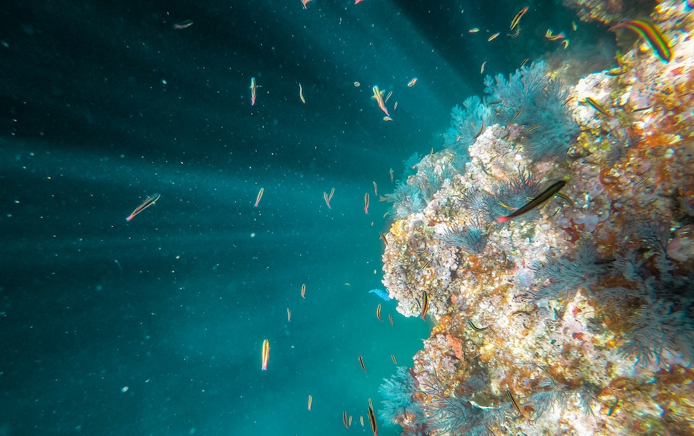 Underwater scene. Brilliant light and all manner of blue hues. Underwater sea life.