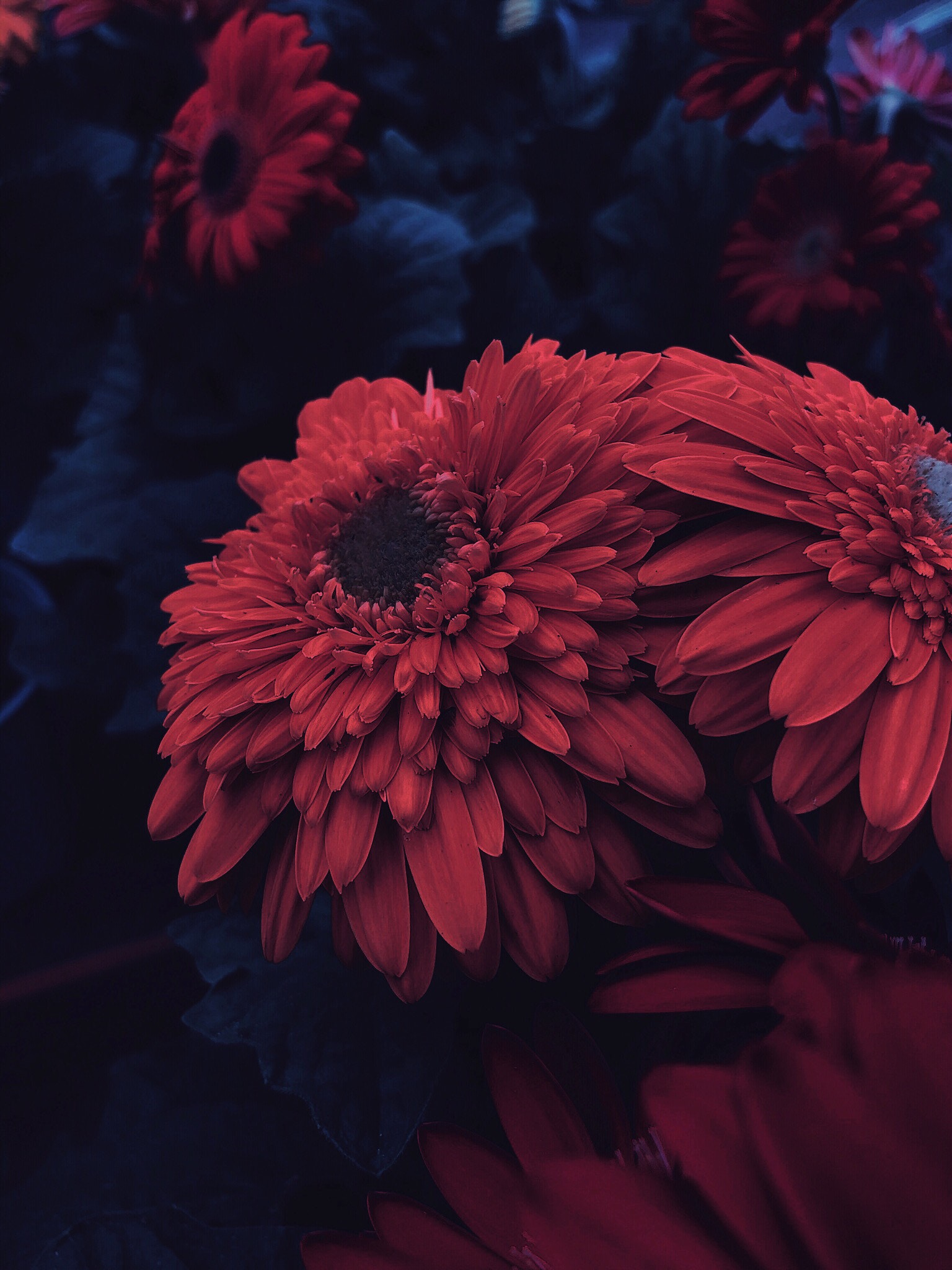 Flowers with color editing focused on reds and shadows and leaves turned to a blue-ish hue in the background.